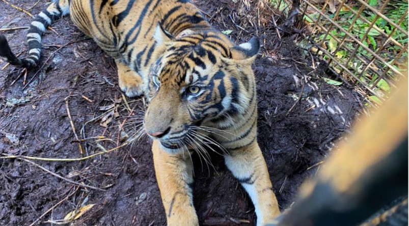 Setelah Diselamatkan di Pusat Rehabilitasi, Harimau Sumatera Corina Pulang Kampung